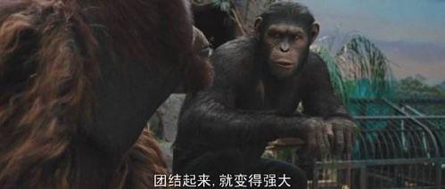 猩球崛起在线免费观看,重燃自由之火——在线免费观影指南  第3张